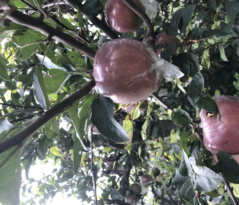 玫瑰红红星苹果
