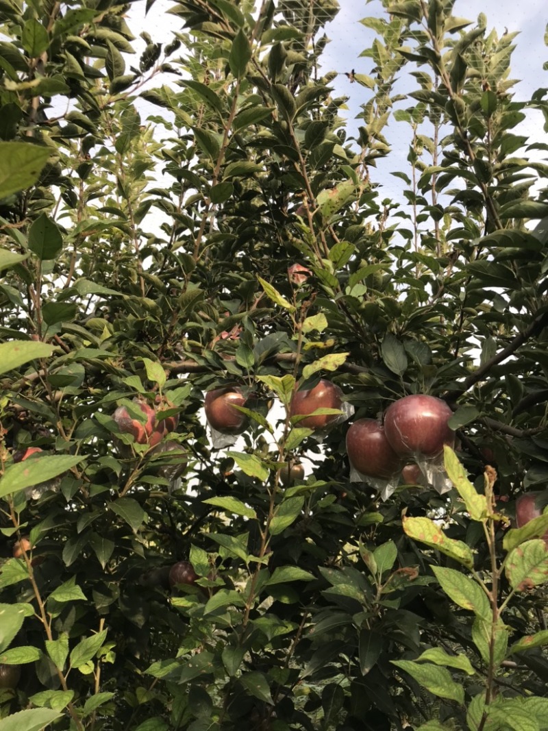 玫瑰红红星苹果