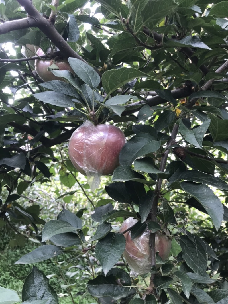 玫瑰红红星苹果