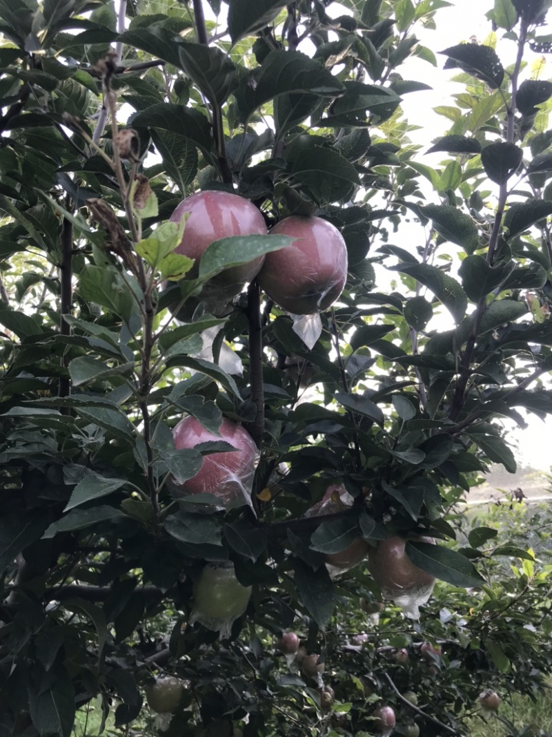 玫瑰红红星苹果
