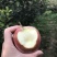 玫瑰红红星苹果