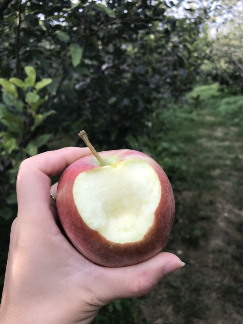 玫瑰红红星苹果