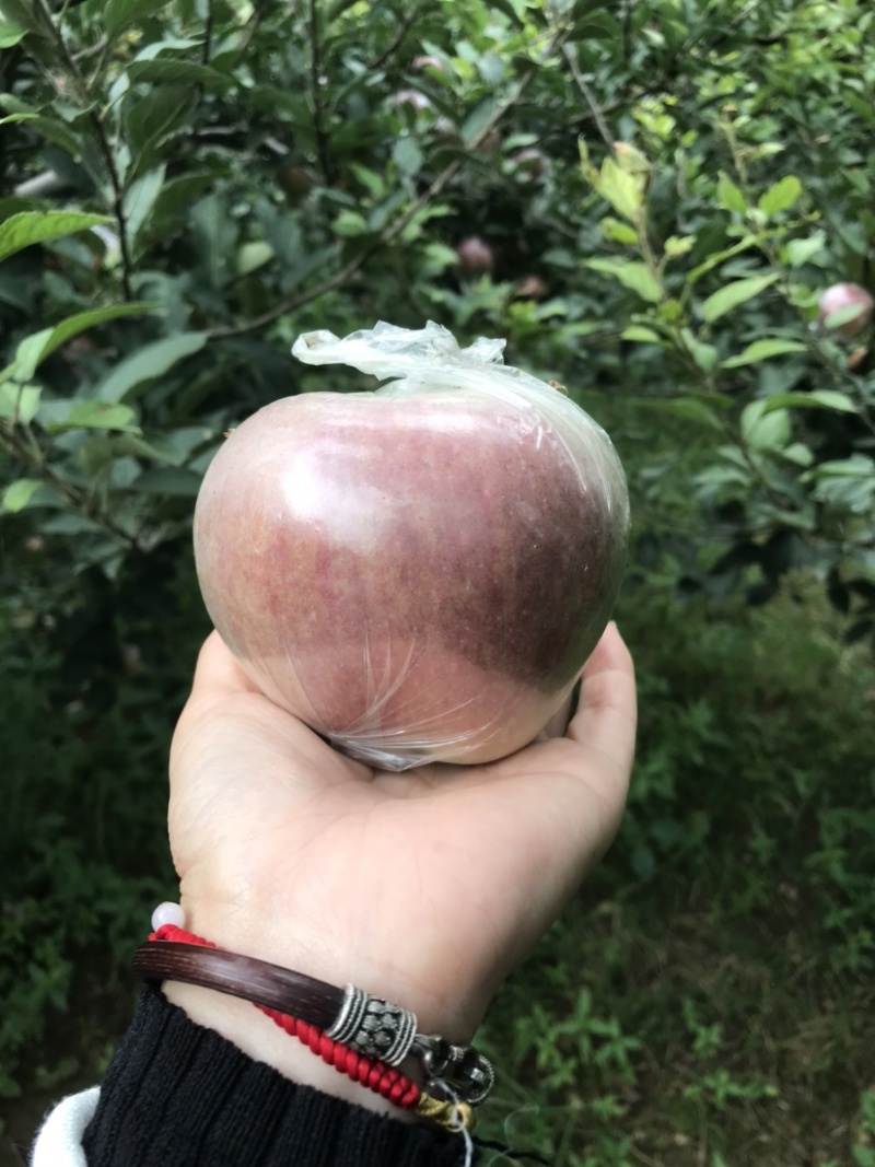 玫瑰红红星苹果