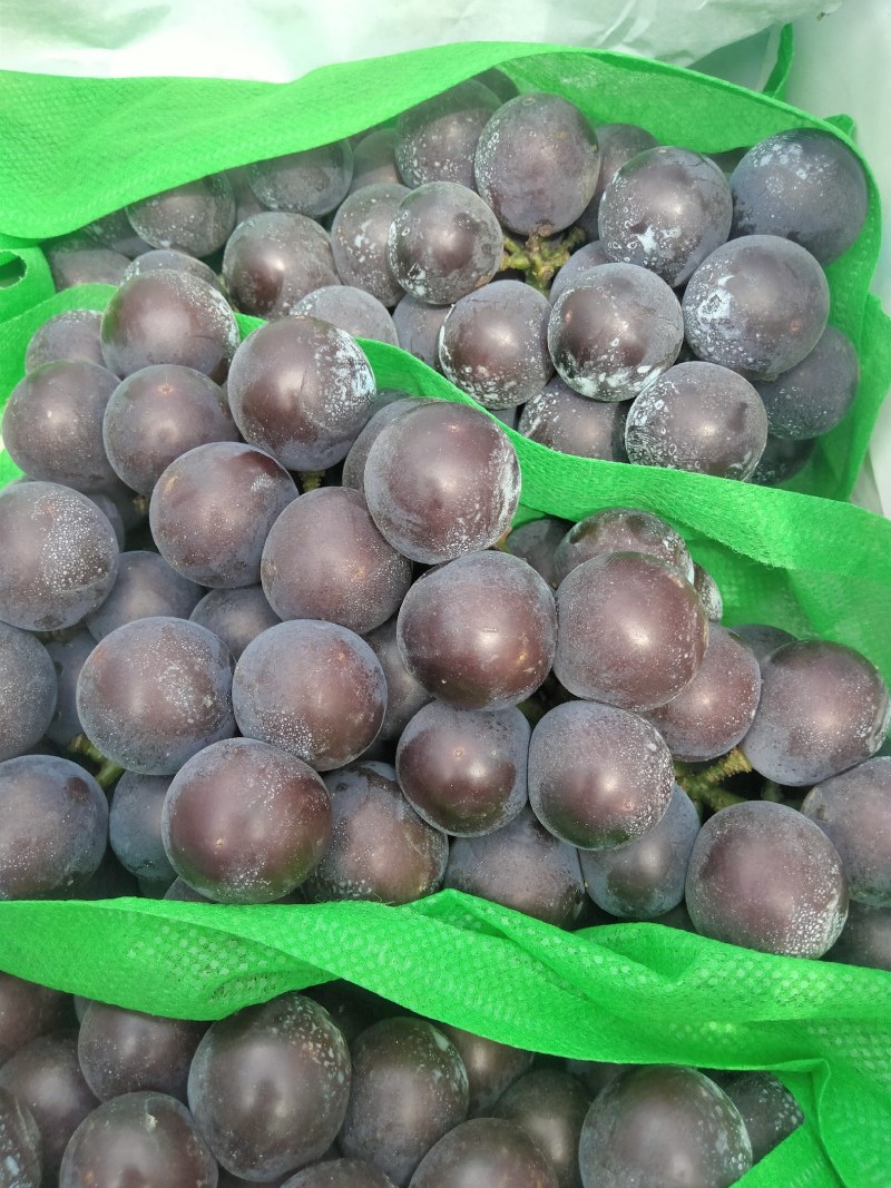 辽宁北镇大陆货巨峰葡萄皮薄肉厚香甜可口有意者联系
