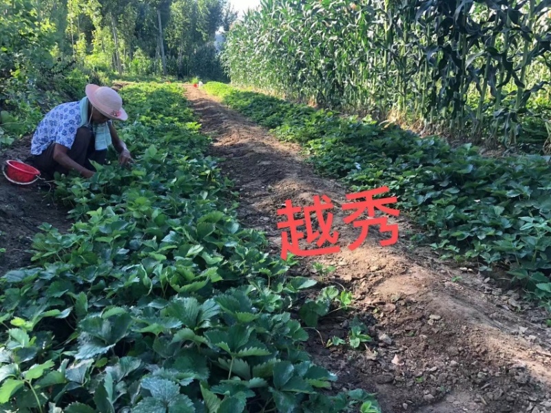 红颜久久甜茶理法兰帝新丰一号宝童