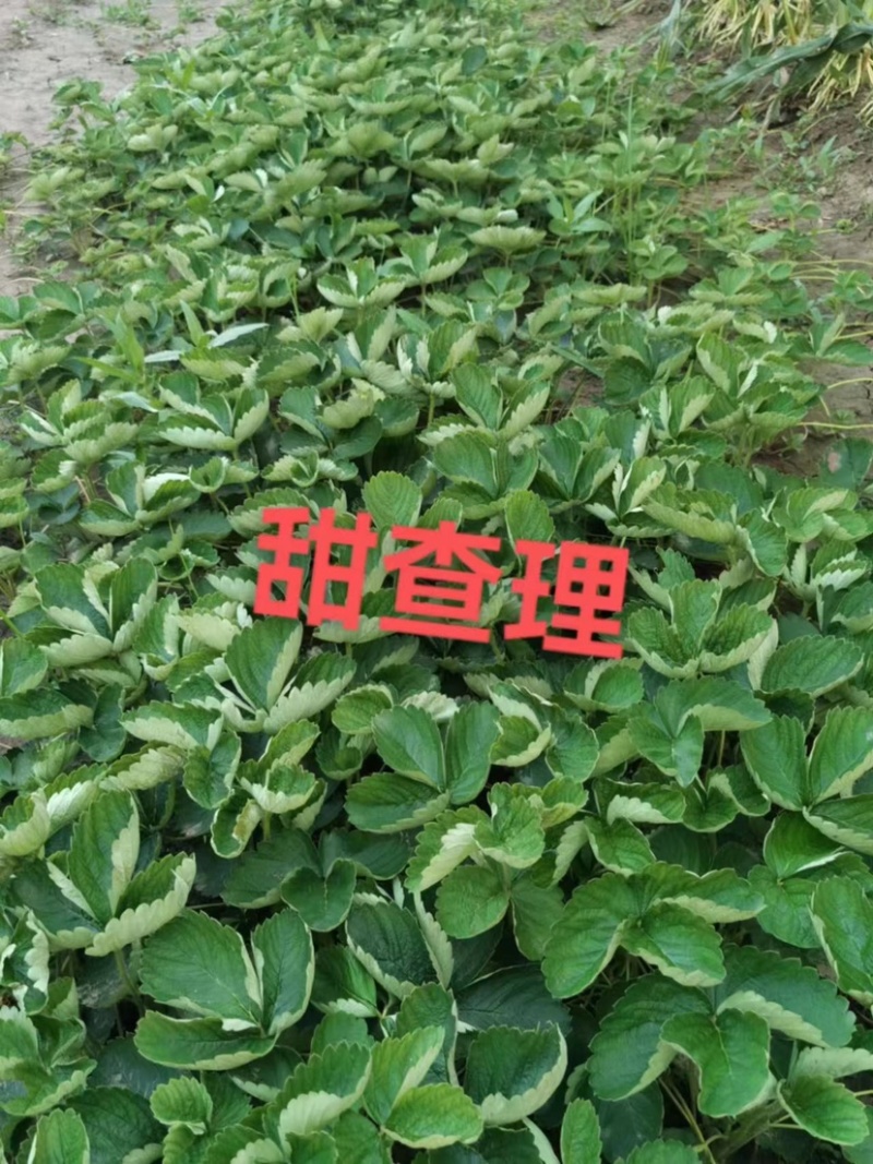 红颜久久甜茶理法兰帝新丰一号宝童