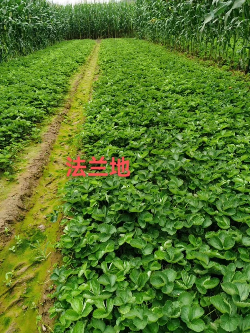 红颜久久甜茶理法兰帝新丰一号宝童