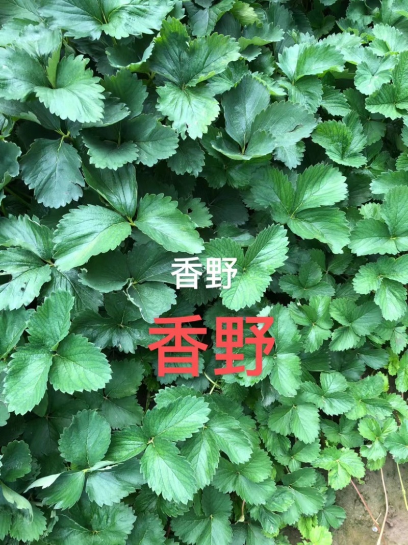 红颜久久甜茶理法兰帝新丰一号宝童