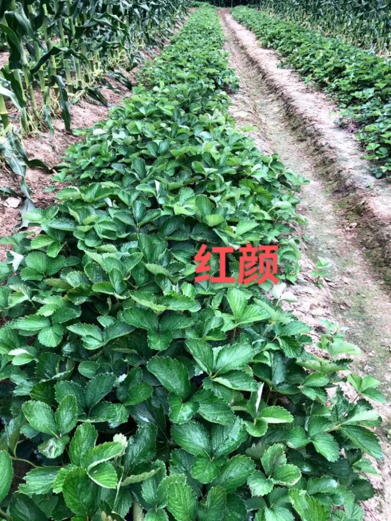 红颜久久甜茶理法兰帝新丰一号宝童
