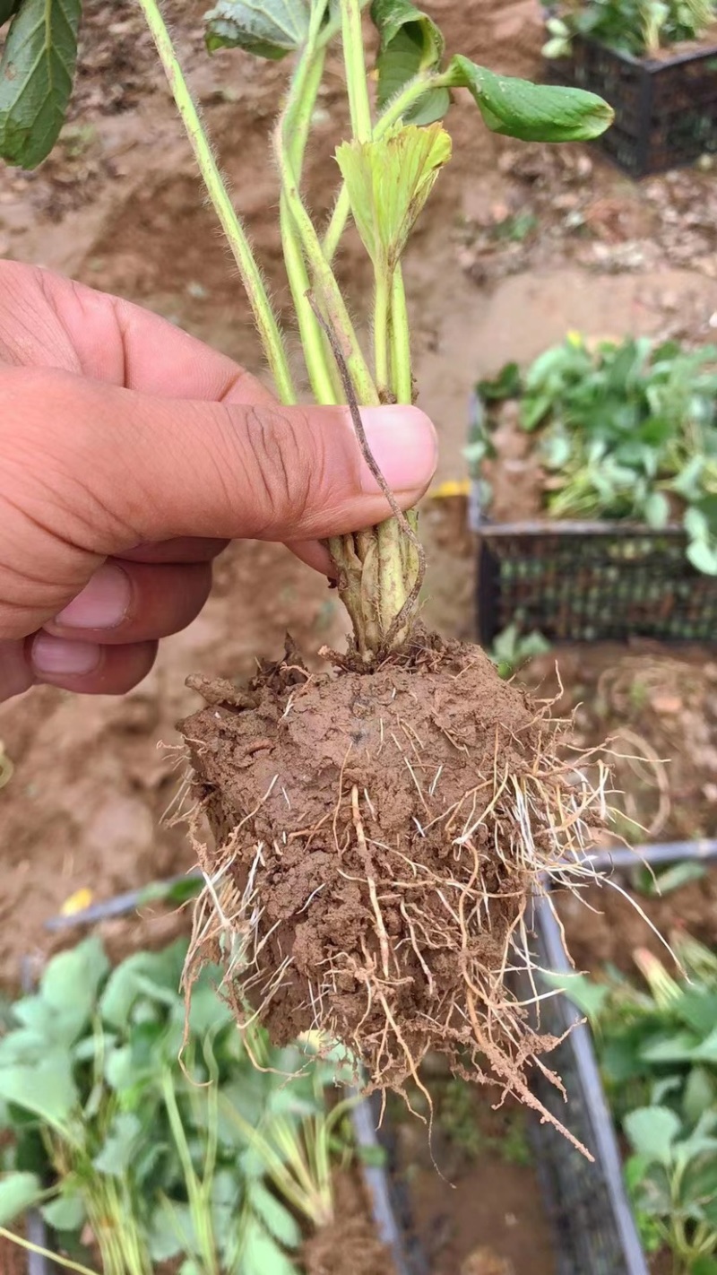 红颜久久甜茶理法兰帝新丰一号宝童