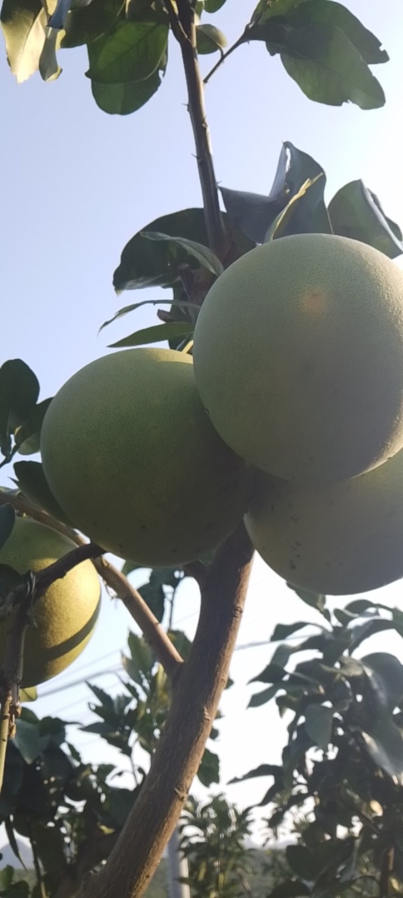 蜜柚