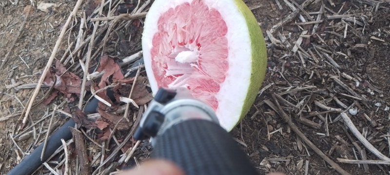 蜜柚