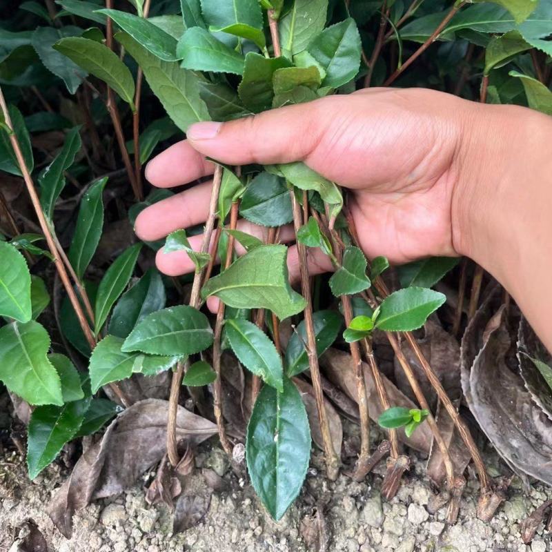 茶苗