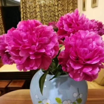 正宗菏泽观赏芍药