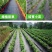 除草布，打孔除草布