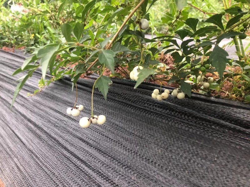 除草布，打孔除草布