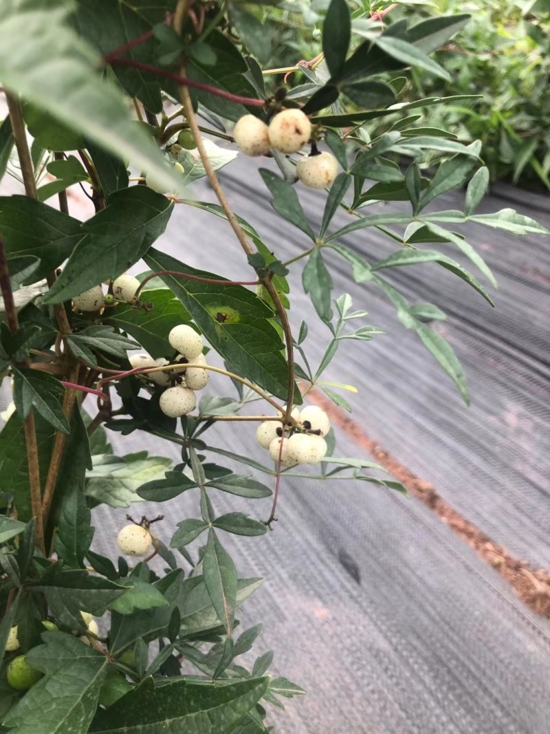 除草布，打孔除草布