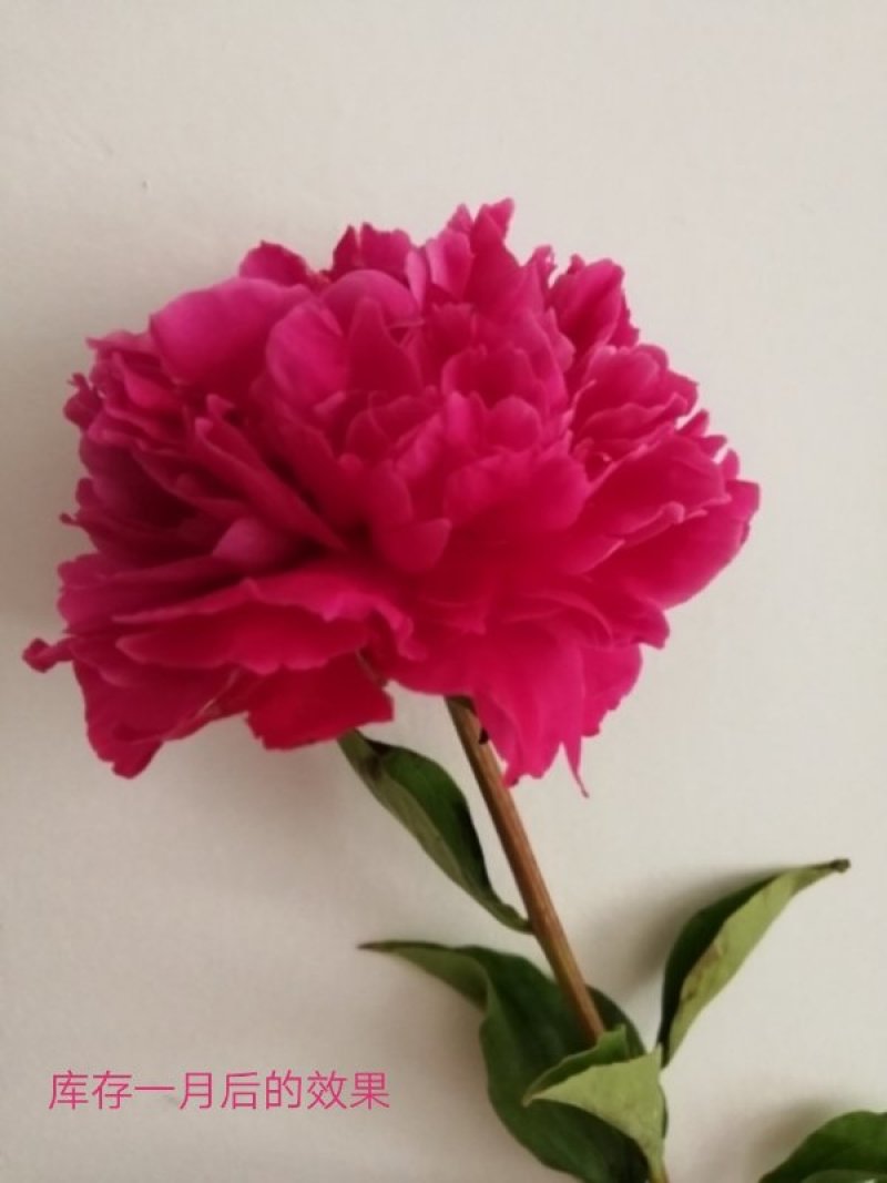 正宗菏泽观赏芍药