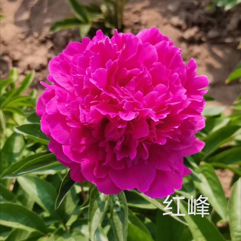 正宗菏泽观赏芍药