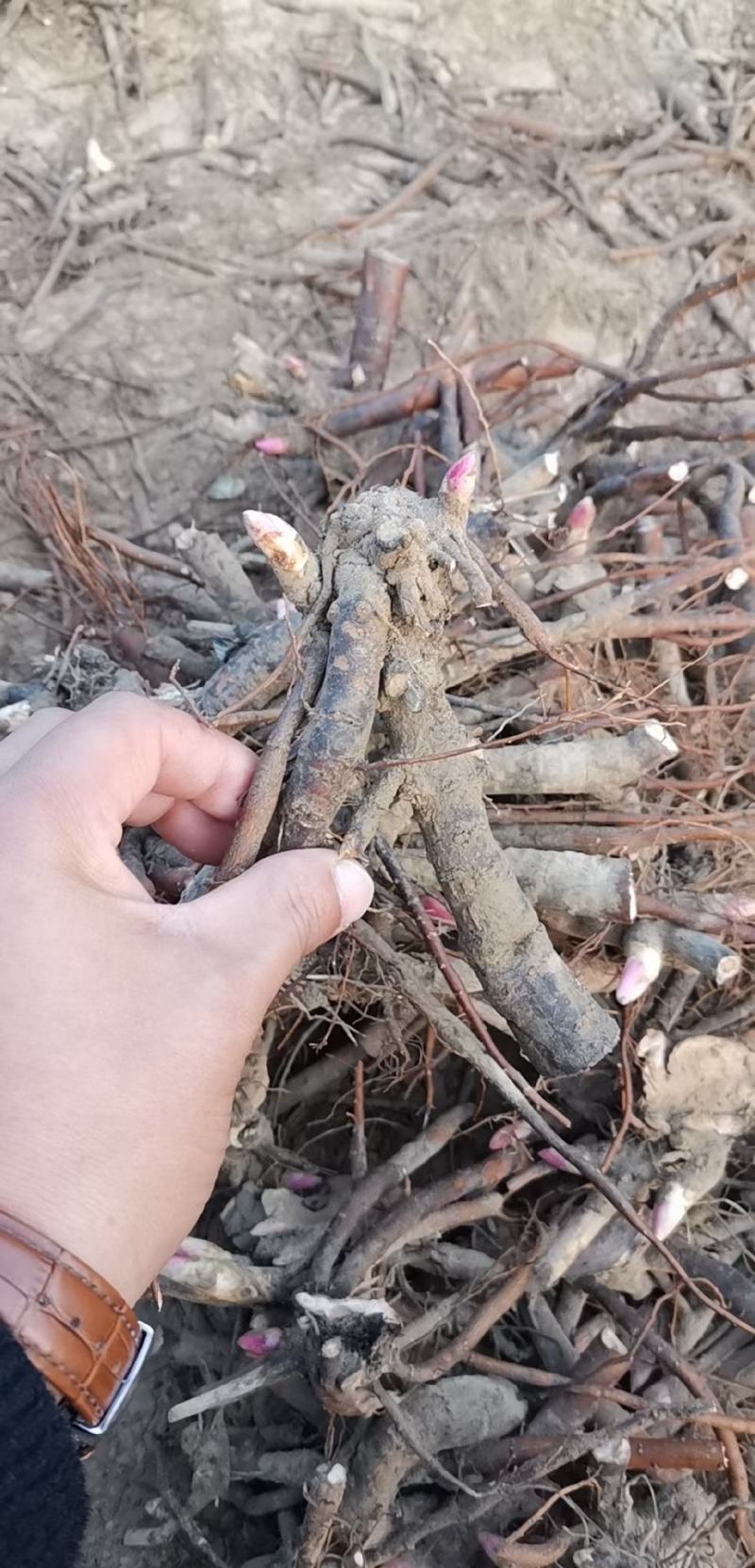 正宗菏泽观赏芍药
