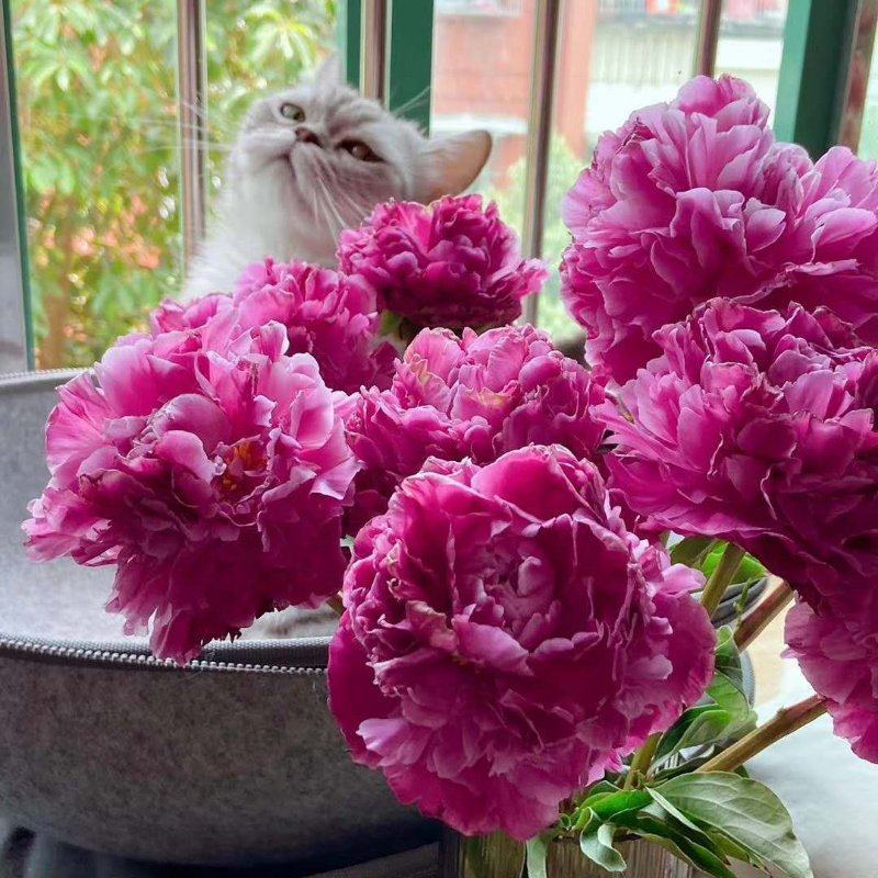 正宗菏泽观赏芍药