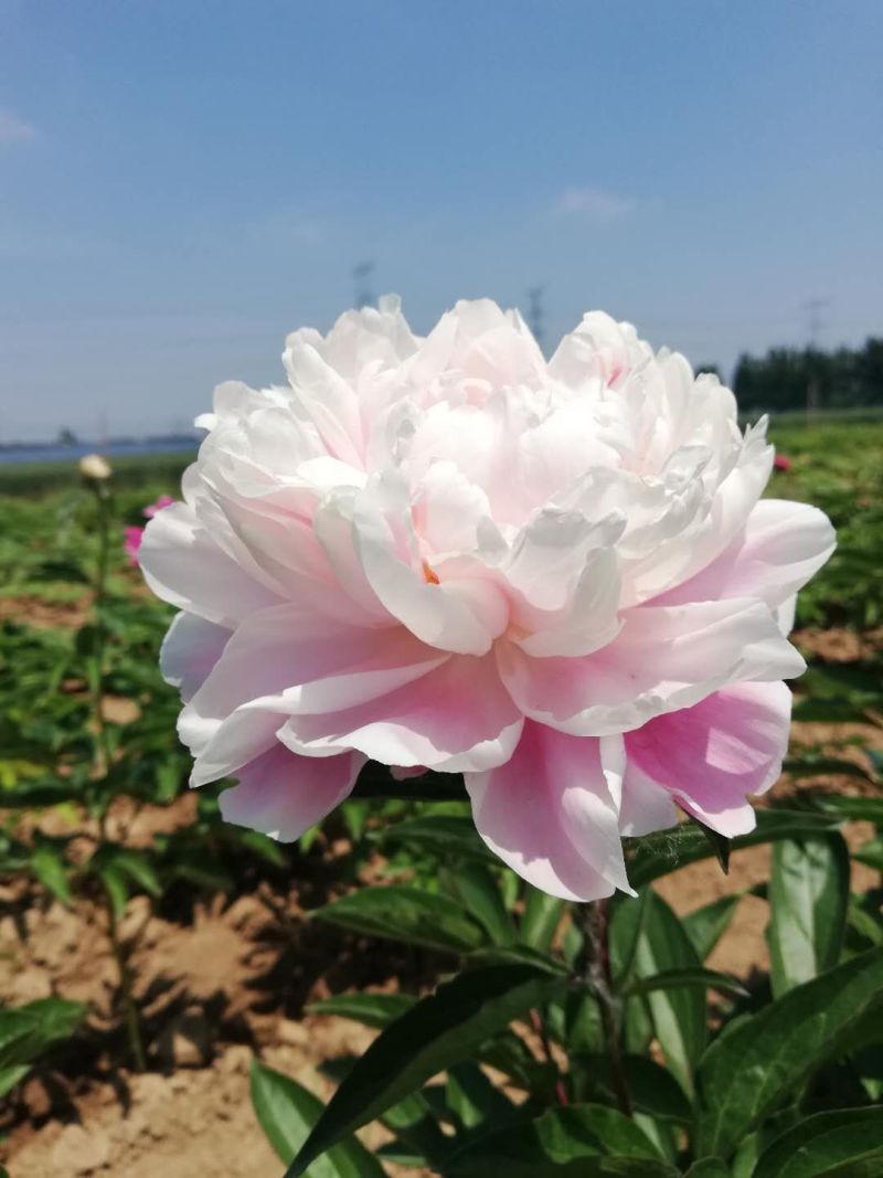 正宗菏泽观赏芍药
