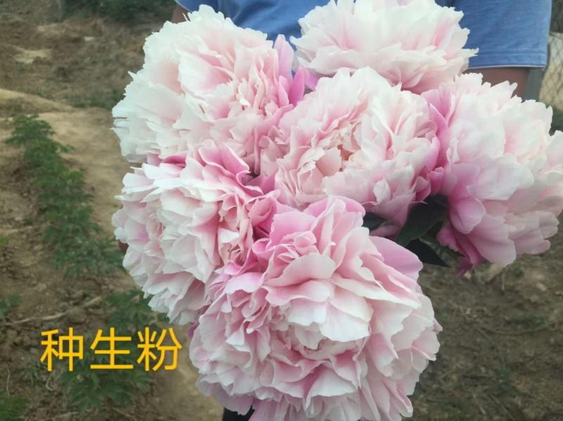 正宗菏泽观赏芍药