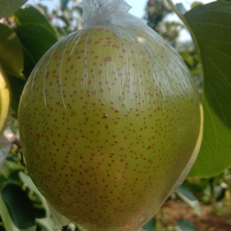 雪花梨