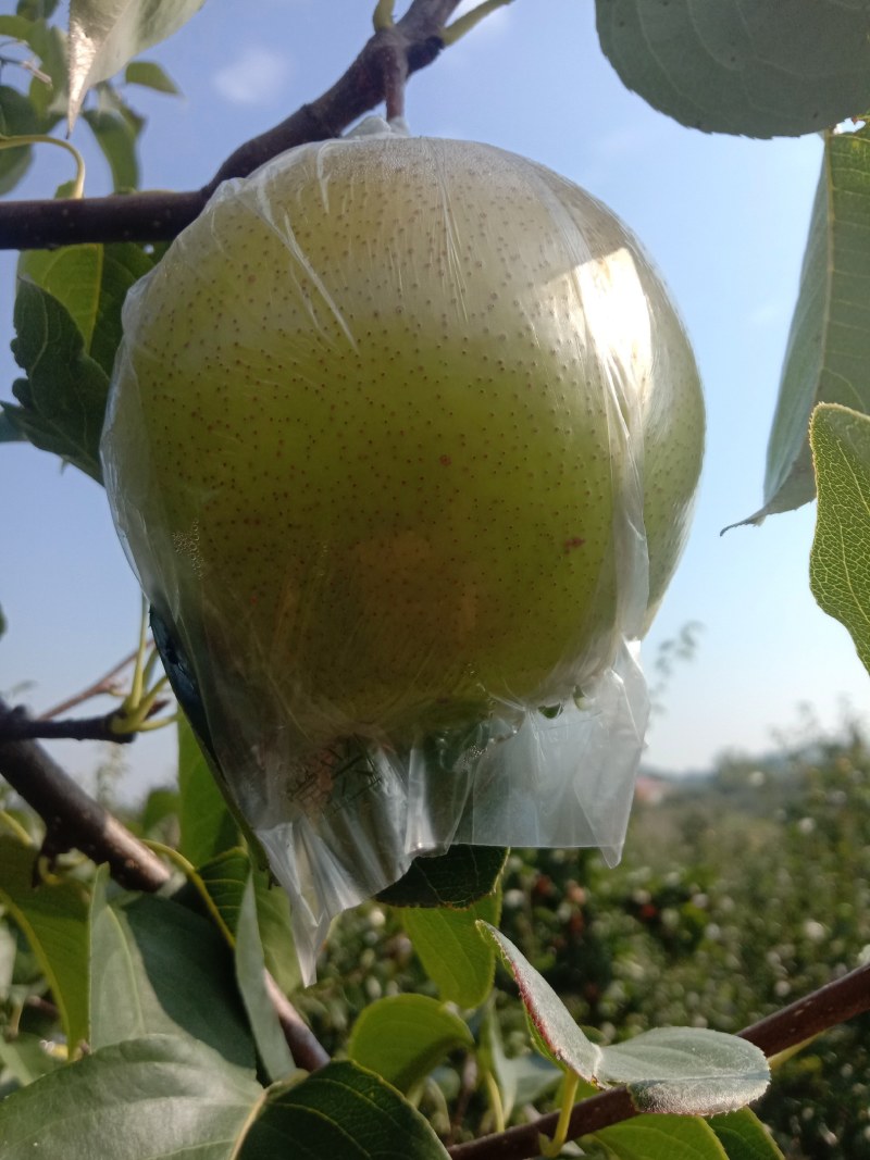 雪花梨