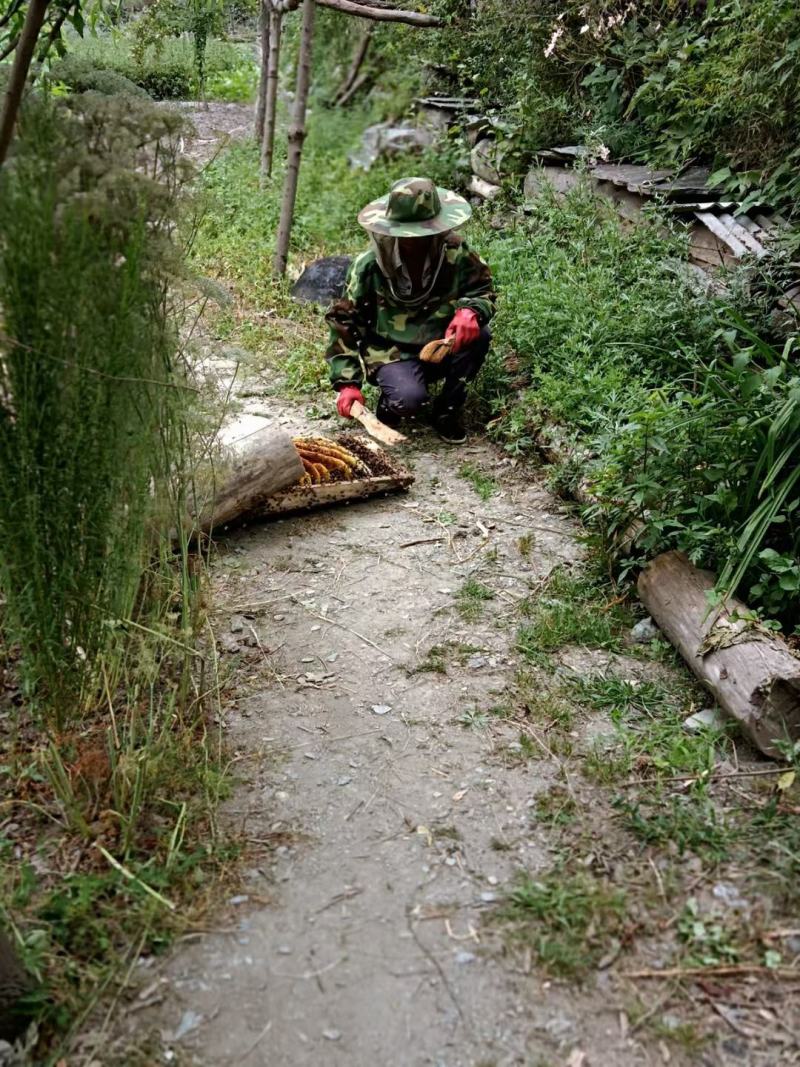 土蜂蜜