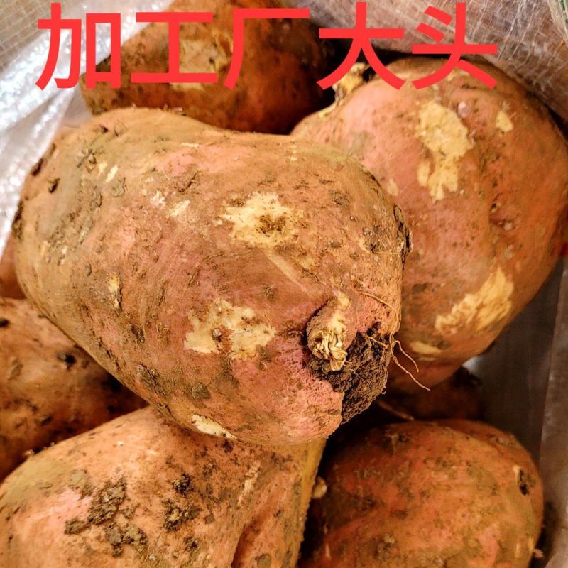 加工厂精品大头，价格稳定，市场货源充足……