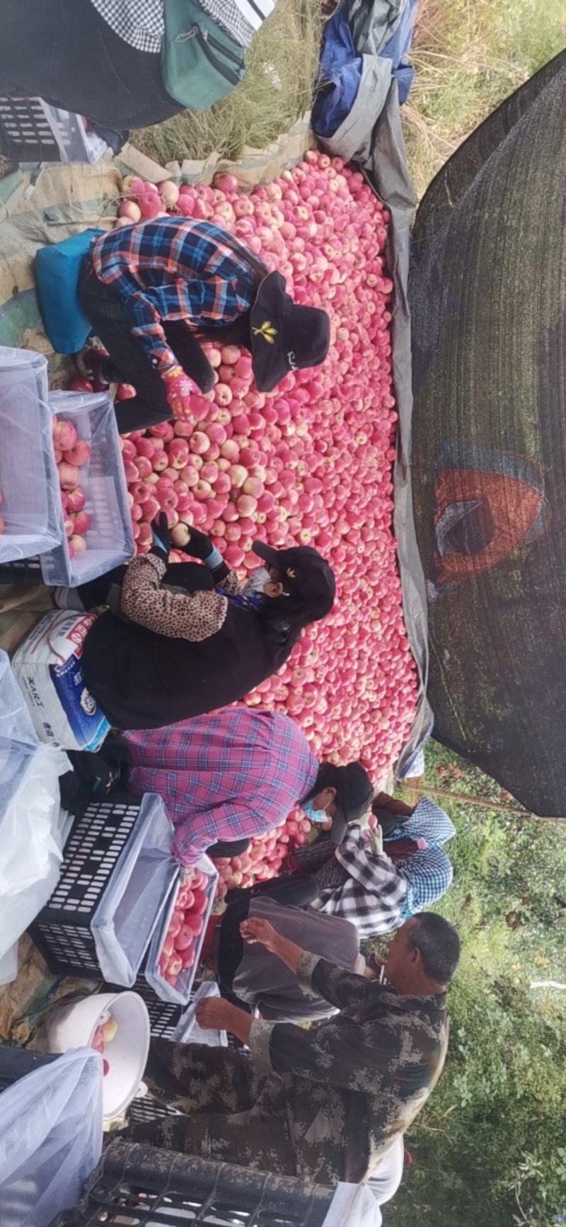 岳阳红苹果产地苹果个大漂亮红口感甜脆表光好