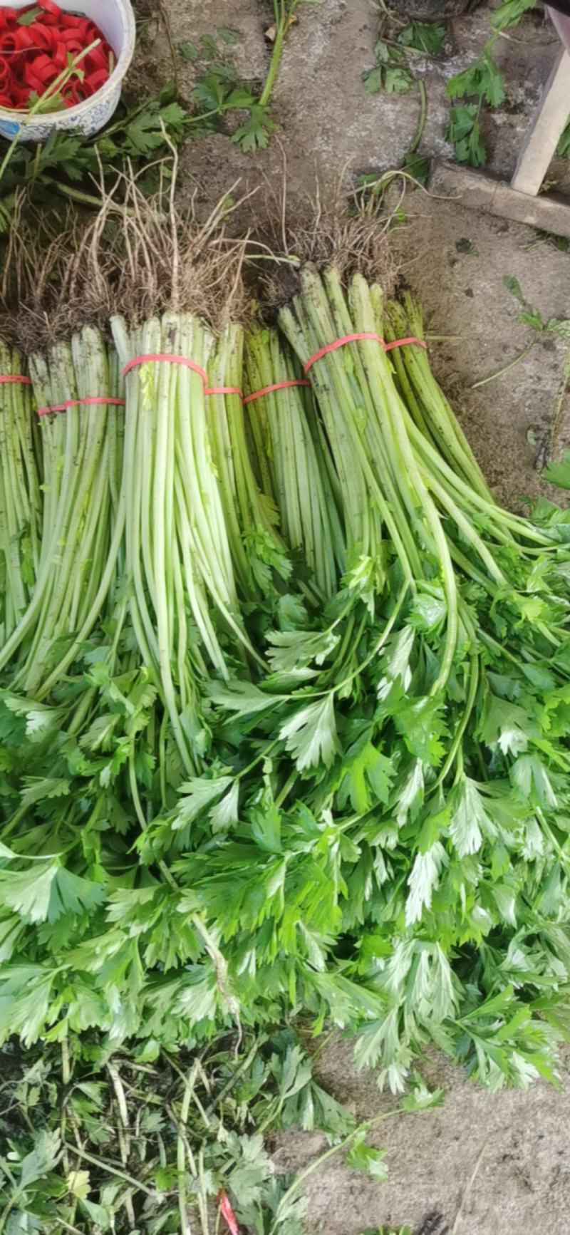 香芹大量有货一手货源，每天有货。一次合作终身朋友