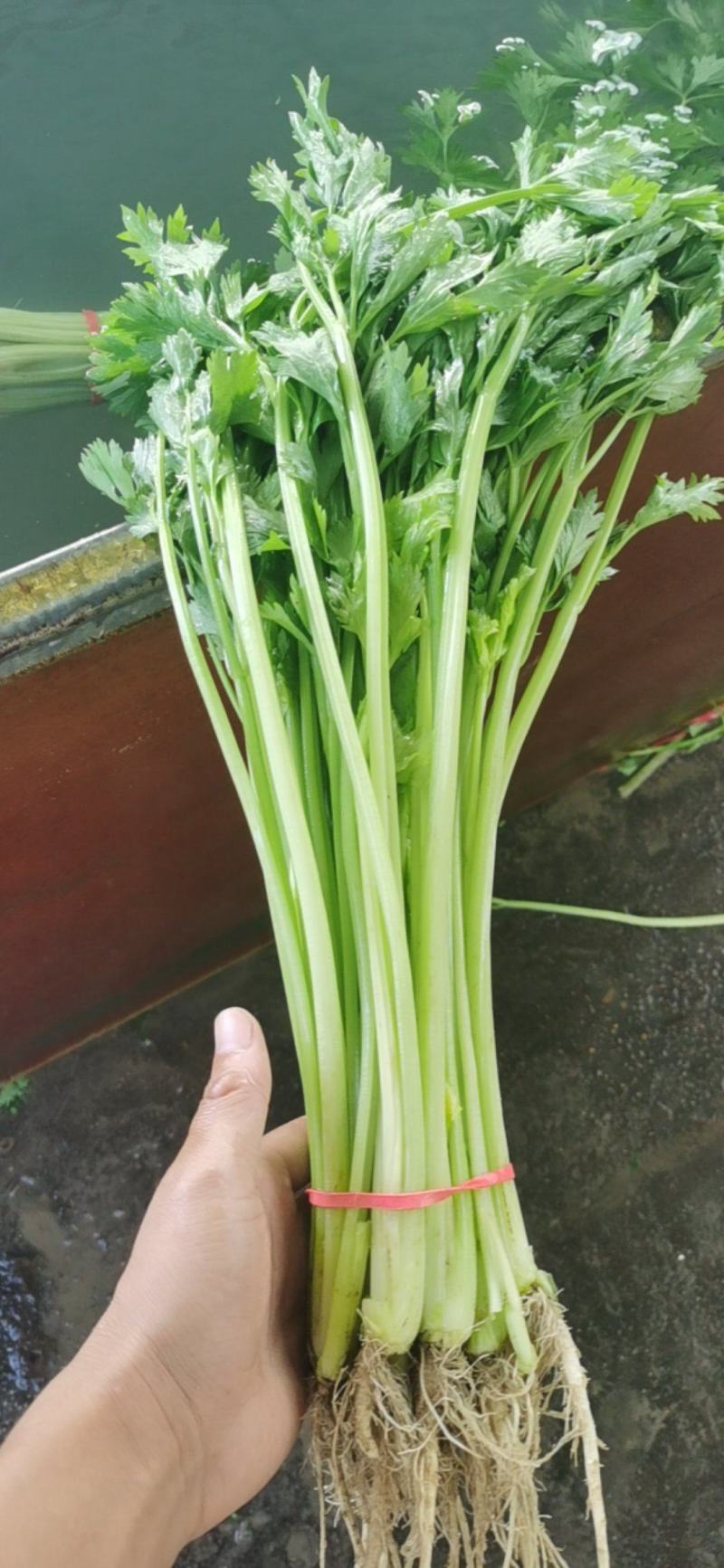 香芹大量有货一手货源，每天有货。一次合作终身朋友