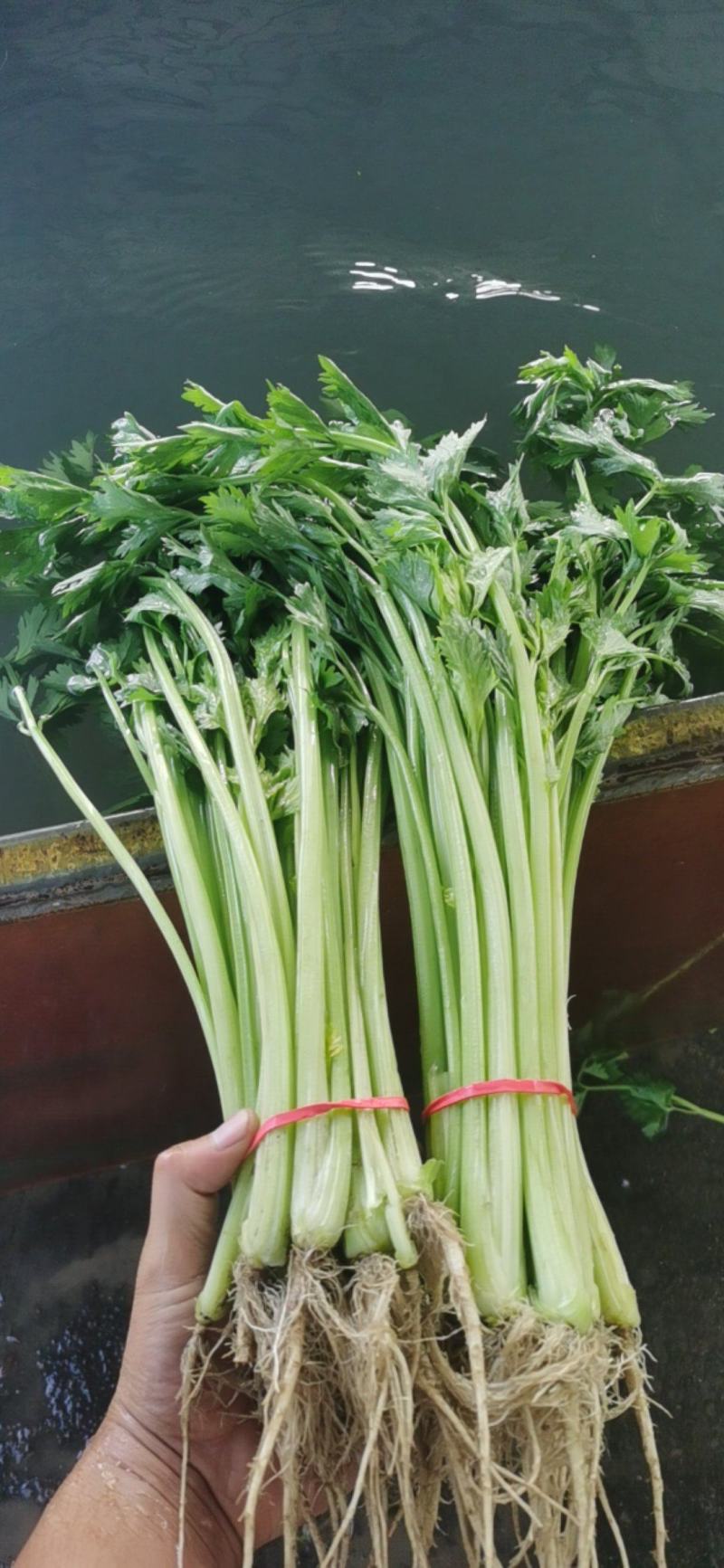 香芹大量有货一手货源，每天有货。一次合作终身朋友