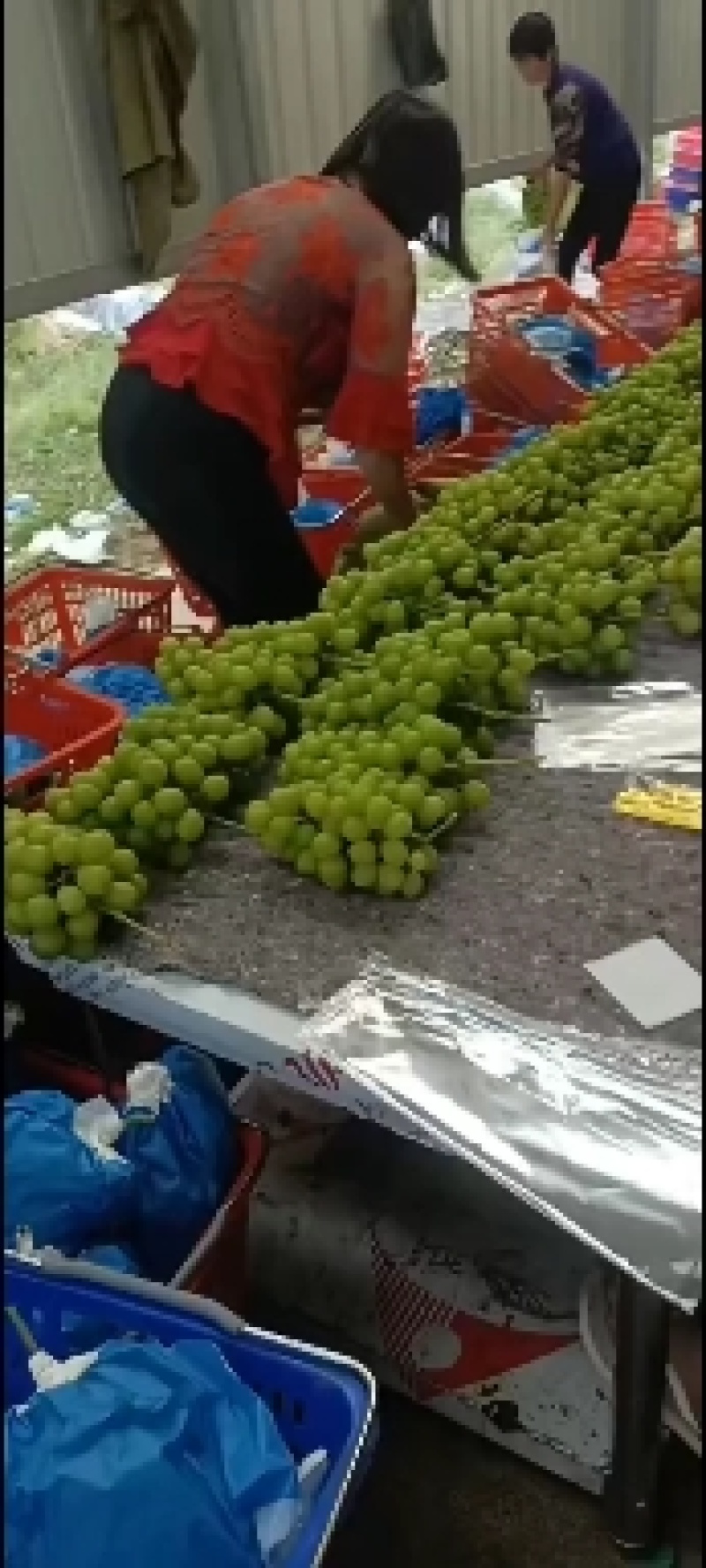 精品阳光葡萄/水晶/巨峰大量上市基地直供可视频看货