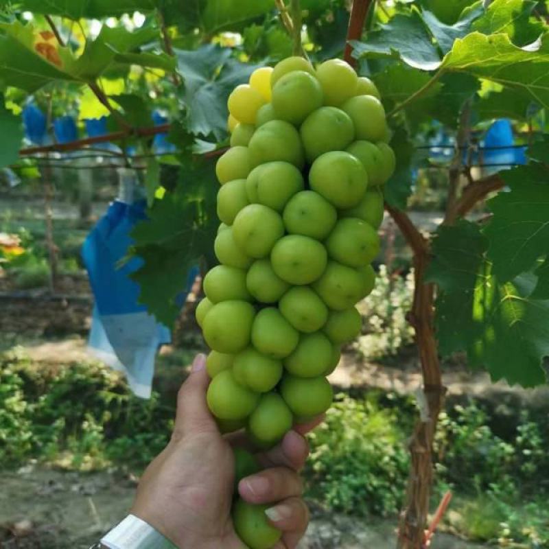 精品阳光葡萄/水晶/巨峰大量上市基地直供可视频看货