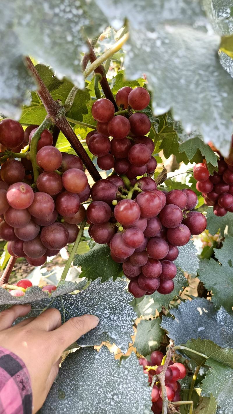 巨峰葡萄，140，粒大，串好，颜色鲜现货供应