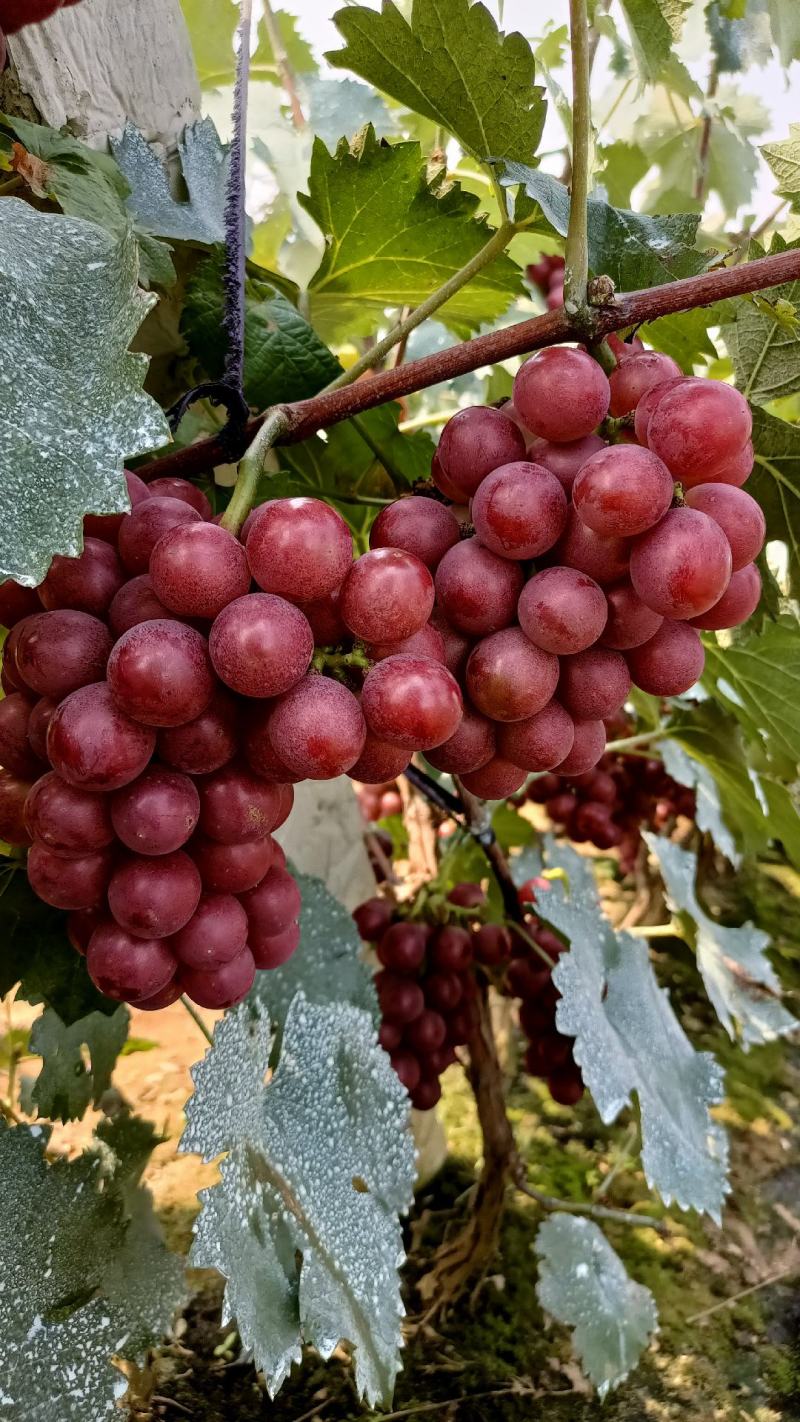 巨峰葡萄，140，粒大，串好，颜色鲜现货供应