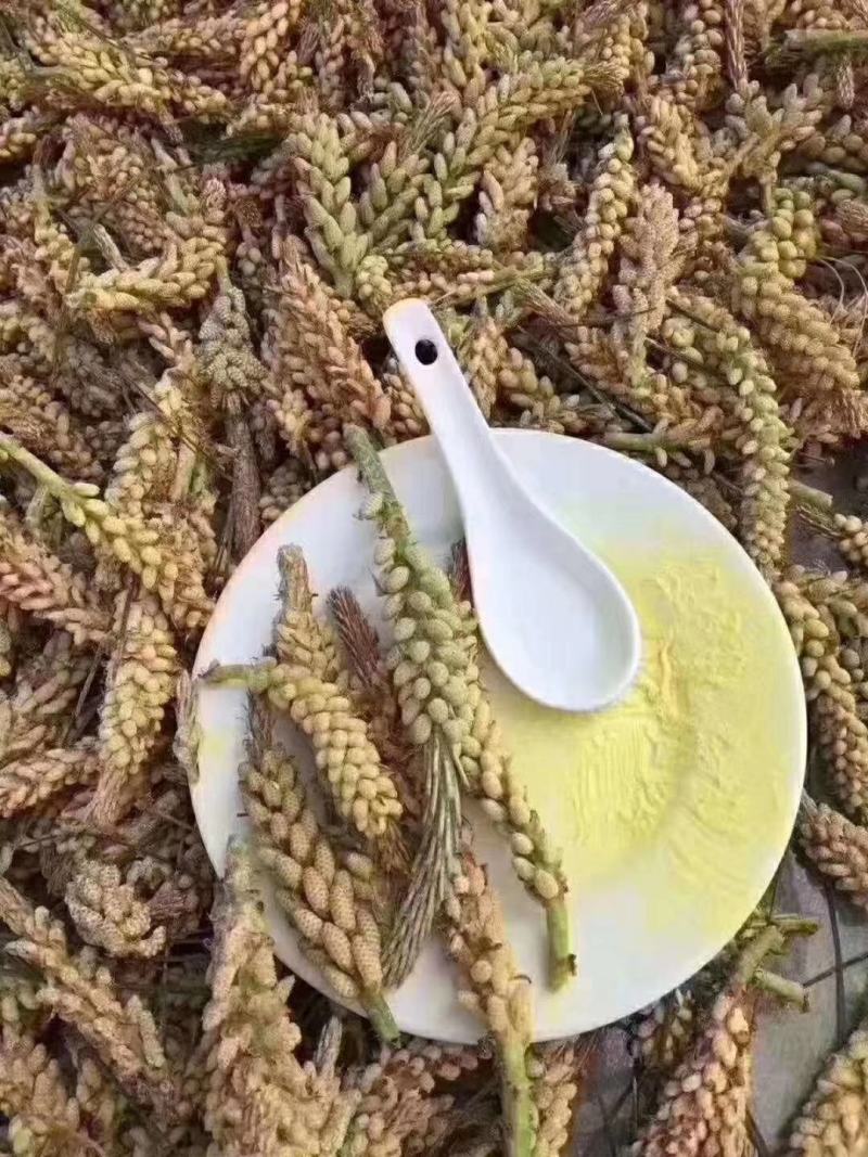 松花粉