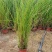基地直供花境植物细叶芒观赏草细叶埋盆栽量大从优批发供应