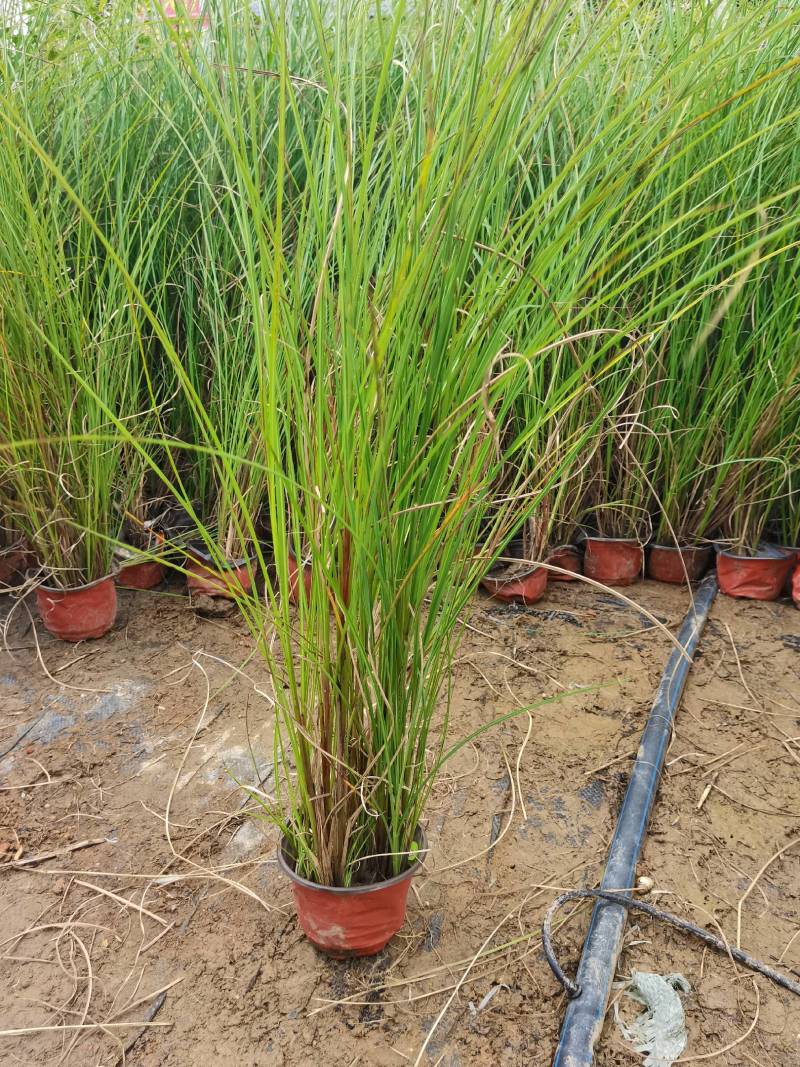 基地直供花境植物细叶芒观赏草细叶埋盆栽量大从优批发供应