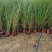 基地直供花境植物细叶芒观赏草细叶埋盆栽量大从优批发供应