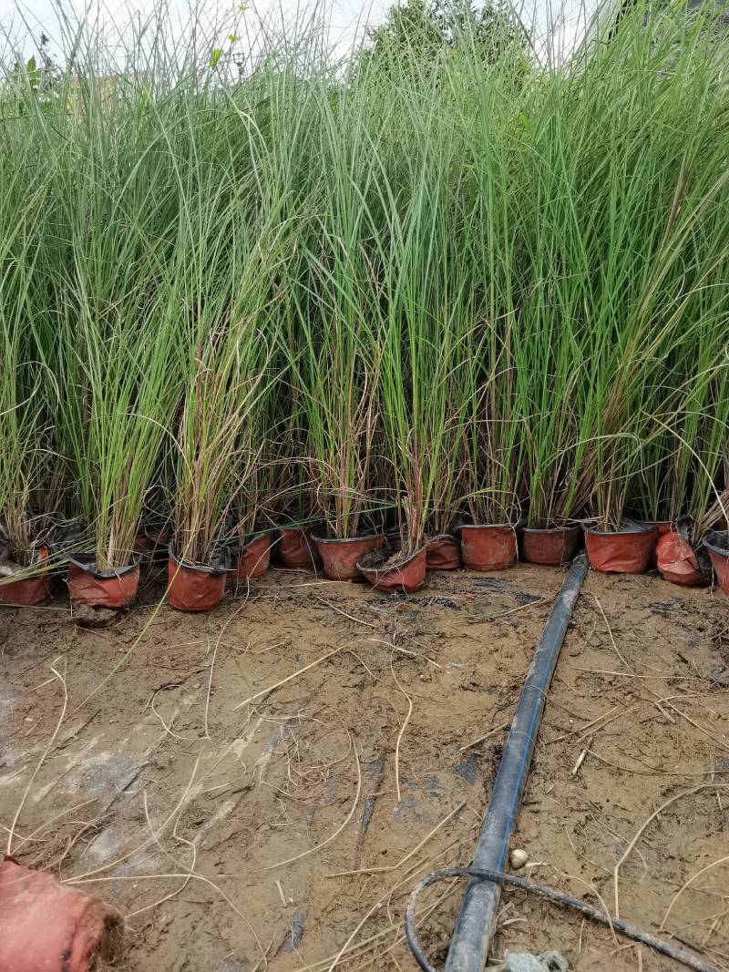 基地直供花境植物细叶芒观赏草细叶埋盆栽量大从优批发供应