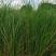 基地直供花境植物细叶芒观赏草细叶埋盆栽量大从优批发供应