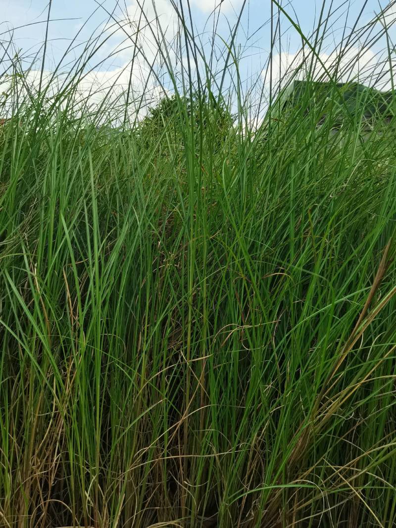 基地直供花境植物细叶芒观赏草细叶埋盆栽量大从优批发供应