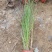 基地直供花境植物细叶芒观赏草细叶埋盆栽量大从优批发供应