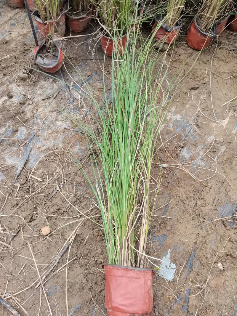 基地直供花境植物细叶芒观赏草细叶埋盆栽量大从优批发供应