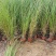 基地直供花境植物细叶芒观赏草细叶埋盆栽量大从优批发供应