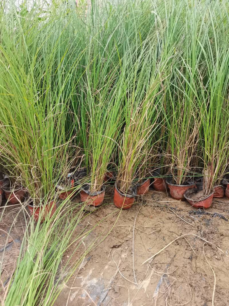 基地直供花境植物细叶芒观赏草细叶埋盆栽量大从优批发供应